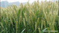 如何表述防控小麦茎基腐病的重要性