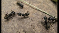 黄色的蚂蚁屁股尖尖的是什么蚂蚁？有什么办法消灭掉？