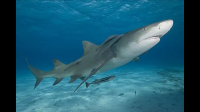 养一条柠檬鲨只打氧气没有过滤能养活吗
