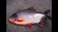 菜市场买的淡水红鲳鱼拿回家能养活吗可以养活几天