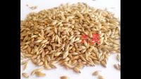 小麦高产育种目标中对分蘖状况、叶片长相和穗子长相的选择倾向于什么类型？为什么？