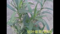这是神马植物？植物园子里的神马物种？？？