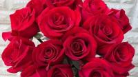 红玫瑰品种名称及图片