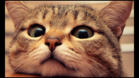 母猫生完小猫后注意事项