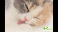 猫猫的鼻子上突然长的是什么？
