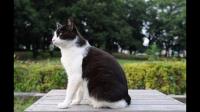 猫咪得了猫藓，结痂还没掉，现在又长毛了，是什么情况