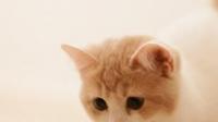 桌面小猫代打打不开