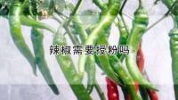 辣椒花需要授粉吗？