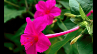 花红色小喇叭状灰色茎没有叶子是什么