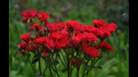 伊芙仙王座勤花吗