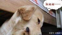 房子里有狗味，如何快速去除