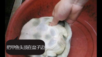 甲鱼和草龟是怎么杀的