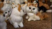 被一只宠物猫抓伤用肥皂水清洁完伤口去年中秋的时候还打了七针是在刚刚的1:40分被抓伤的还需要打狂犬疫苗吗
