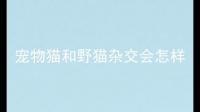 家里面的小猫咪（三个月左右大）被野猫强行交配了会怀孕吗