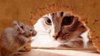 猫追老鼠，老鼠带着火种朝火药库跑去，猫此时应该怎么做？请分析故事背后的寓意