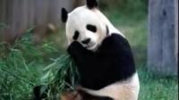 大熊猫有尾巴吗