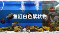 鱼缸过滤槽布满了白色的一点点的是什么东西
