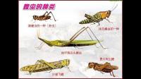 莱芜哪个村山上蚂蚱多？想去逮蚂蚱！
