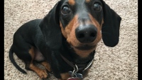 如何让中华田园犬不乱叫