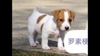 想问下这个狗狗是什么品种？谢谢