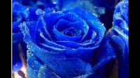 玫瑰花有蓝色的吗    下图这个花是否是p出来的