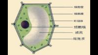 植物细胞结构中前质体大小