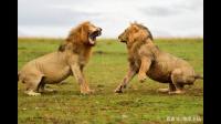 网上讲狮子会争领地，为什么要那么做？？