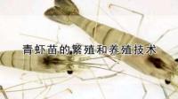 怎么样培育大规格的青虾苗种