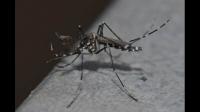 为什么黑白相间的蚊子比黑色蚊子聪明