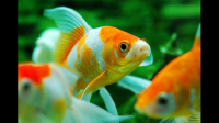 提问；大西洋里面的金鱼，热带鱼