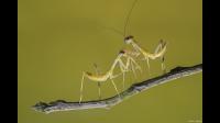 作者为什么认为螳螂比狼还要狠毒十倍？你怎样理解螳螂吞噬同类的行为