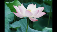 张大千金线荷花图题字内容介绍