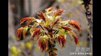 香椿树是什么？