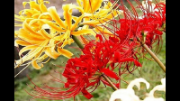 原装奇花，谁知道这是什么品种