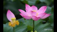 洪湖公园有没有蝎子