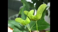 元宝枫树是药材吗？