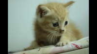 小猫 母猫38天可以断奶吧