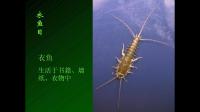 求问这是什么虫子，在哪会分布，要怎么处理