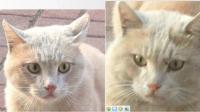 是不是同一只猫