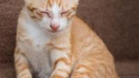 猫咪身上硬币大小猫藓尾巴尖五毫米猫藓用药一周维生素B碘伏特比萘芬身上长了毛照灯有反应快好的症状是啥样