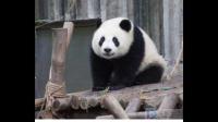 大熊猫为什么被视为中国的国宝
