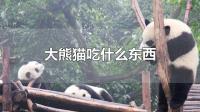 大熊猫爱吃什么