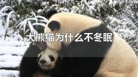 熊若不冬眠，有何影响