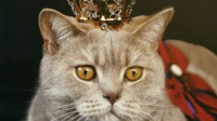 宠物猫的品种都有哪些？