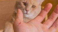 被猫抓伤，需要打狂犬疫苗吗？