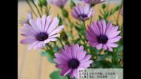 蓝目菊与蓝眼菊是同一品种吗