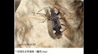 有哪位大师知道这是什么昆虫