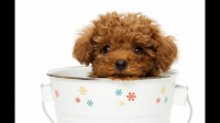 茶杯犬生活习惯有那？