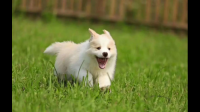 怀孕还能养狗狗吗