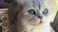 灰色的猫，耳朵小